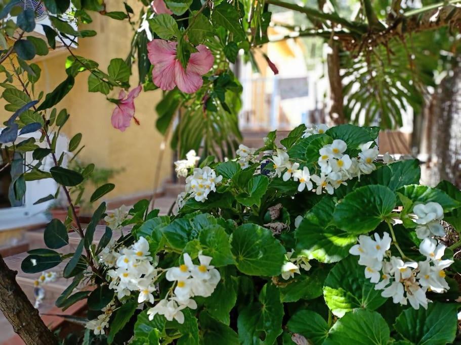 Villa Falconera Apartaments, Gandia A Las Faldas De La Montana Extérieur photo