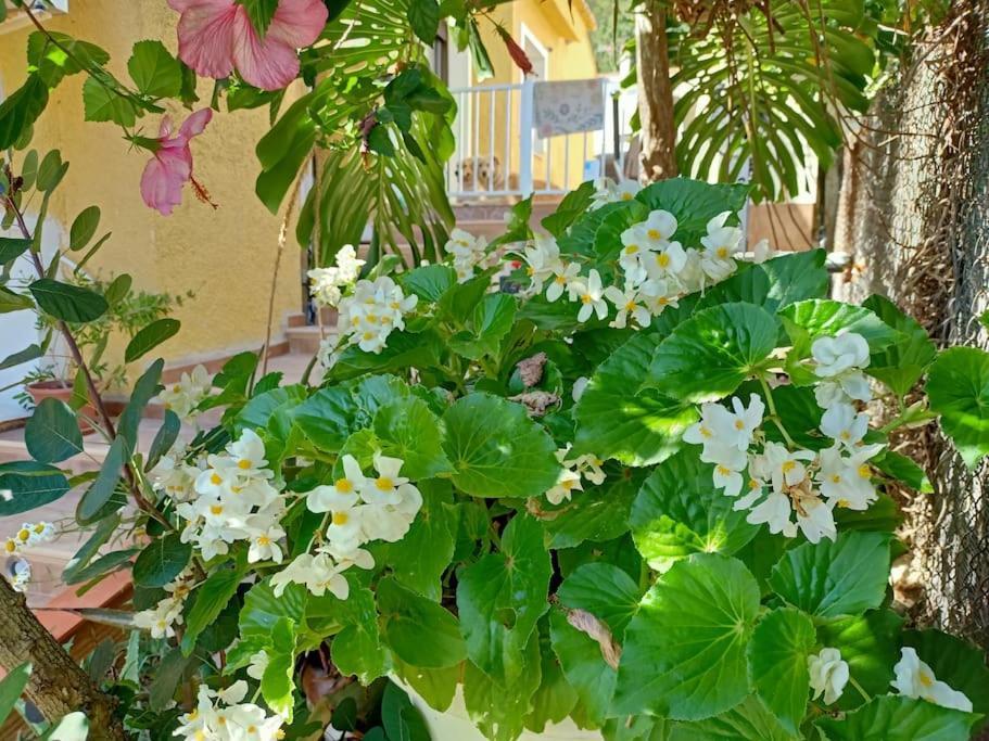 Villa Falconera Apartaments, Gandia A Las Faldas De La Montana Extérieur photo